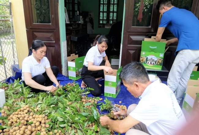 Hưng Yên: nhãn Khoái Châu đảm bảo chất lượng để tiêu thụ (21/8/2022)
      